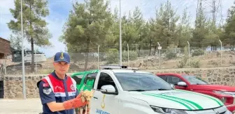 Yaralı Tilki Koruma Altına Alındı