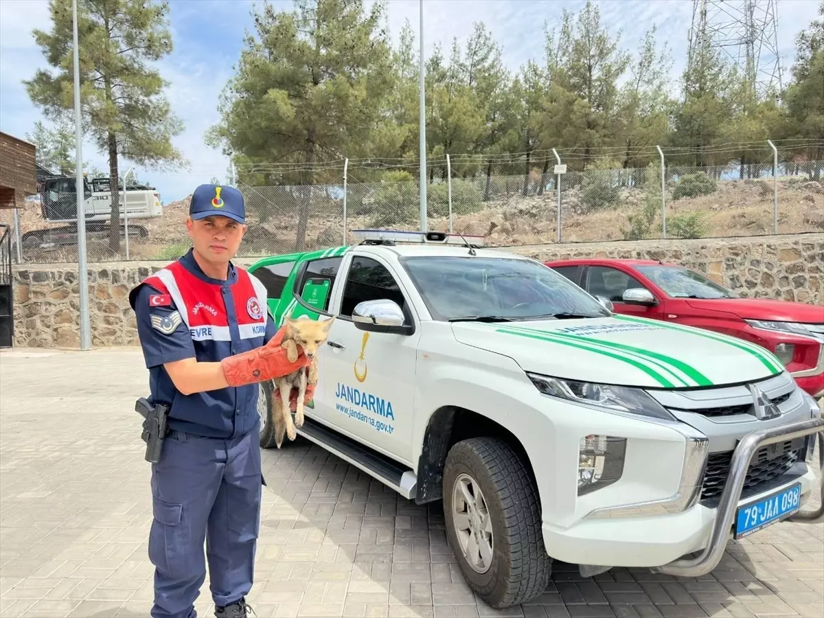 Yaralı Tilki Koruma Altına Alındı