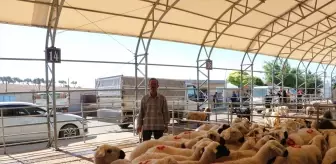 Kilis'te Canlı Hayvan Pazarında Kurbanlık Satışları Başladı