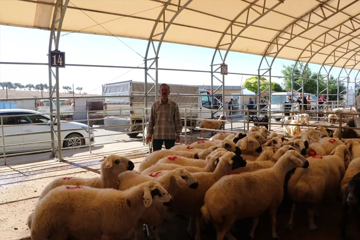 Kilis'te Canlı Hayvan Pazarında Kurbanlık Satışları Başladı