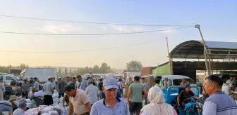 Kırgızistan'da Kuru Kayısı Pazarı Yeni Sezon Ürünleri ile Canlanıyor