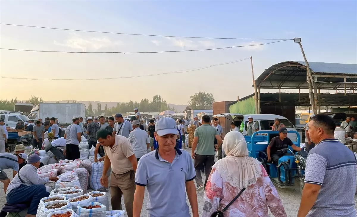 Kırgızistan'da Kuru Kayısı Pazarı Yeni Sezon Ürünleri ile Canlanıyor