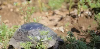 Fethiye'de Yaralı Kaplumbağa Doğaya Salındı