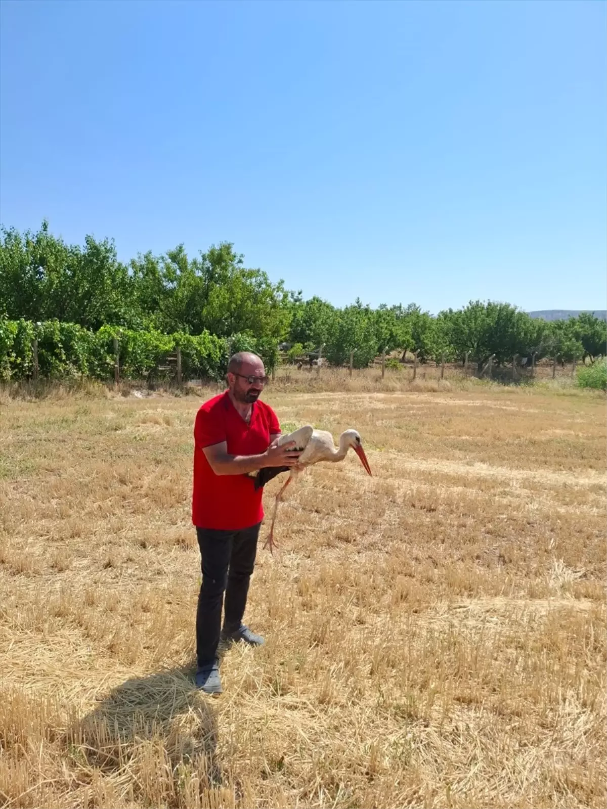 Kırıkkale'de Yaralı Leylek Kurtarıldı