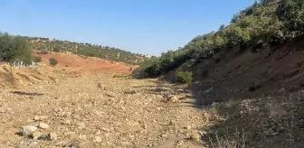 Kırıkkale'de Kurt Saldırısı: 10 Koyun Telef Oldu