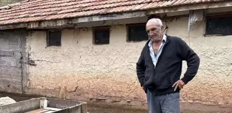 Kırıkkale'de Kurt Saldırısı: 18 Küçükbaş Hayvan Telef Oldu