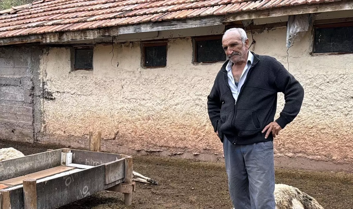 Kırıkkale'de Kurt Saldırısı: 18 Küçükbaş Hayvan Telef Oldu
