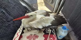 Kırıkkale'de Yaralı Leylek Kurtarıldı
