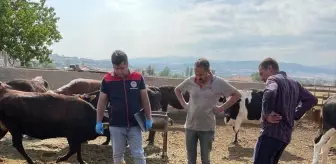 Kırıkkale'de Yıldırım 6 Büyükbaş Hayvanı Telef Etti