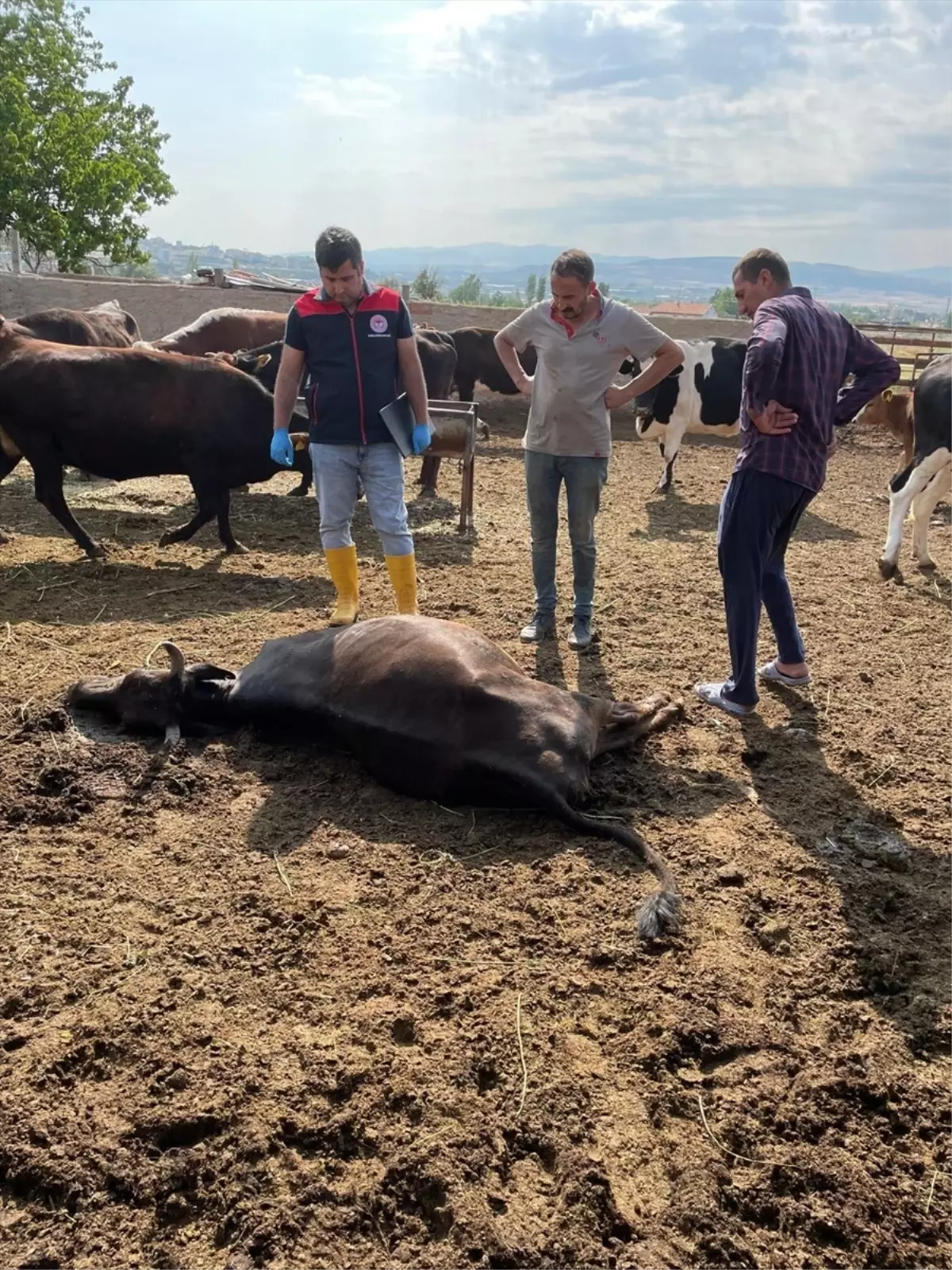Kırıkkale'de Yıldırım 6 Büyükbaş Hayvanı Telef Etti