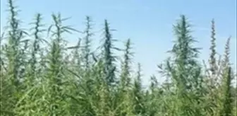 Kırklareli'nde 102 Bin Kök Hint Keneviri Ele Geçirildi