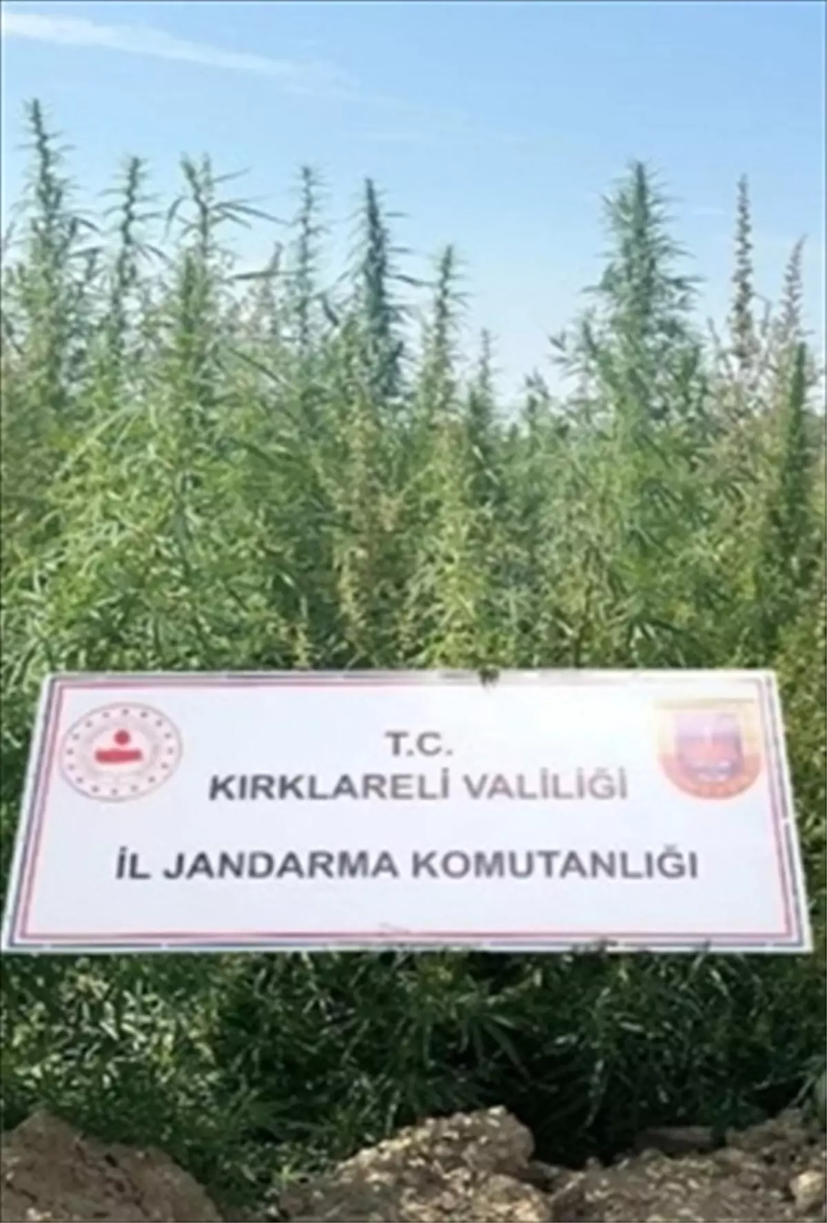 Kırklareli'nde 102 Bin Kök Hint Keneviri Ele Geçirildi