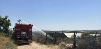 Kırklareli'nde Ceviz Ağaçları Yangında Zarar Gördü