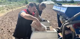 Pehlivanköy'de 'Aga' Mısır Çeşidi İçin Deneme Alanı Kuruldu