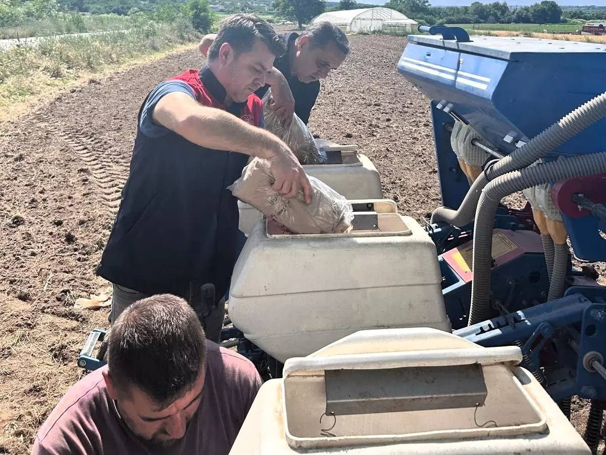Pehlivanköy'de 'Aga' Mısır Çeşidi İçin Deneme Alanı Kuruldu