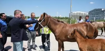 Kırklareli'de Başıboş Atlar Toplandı