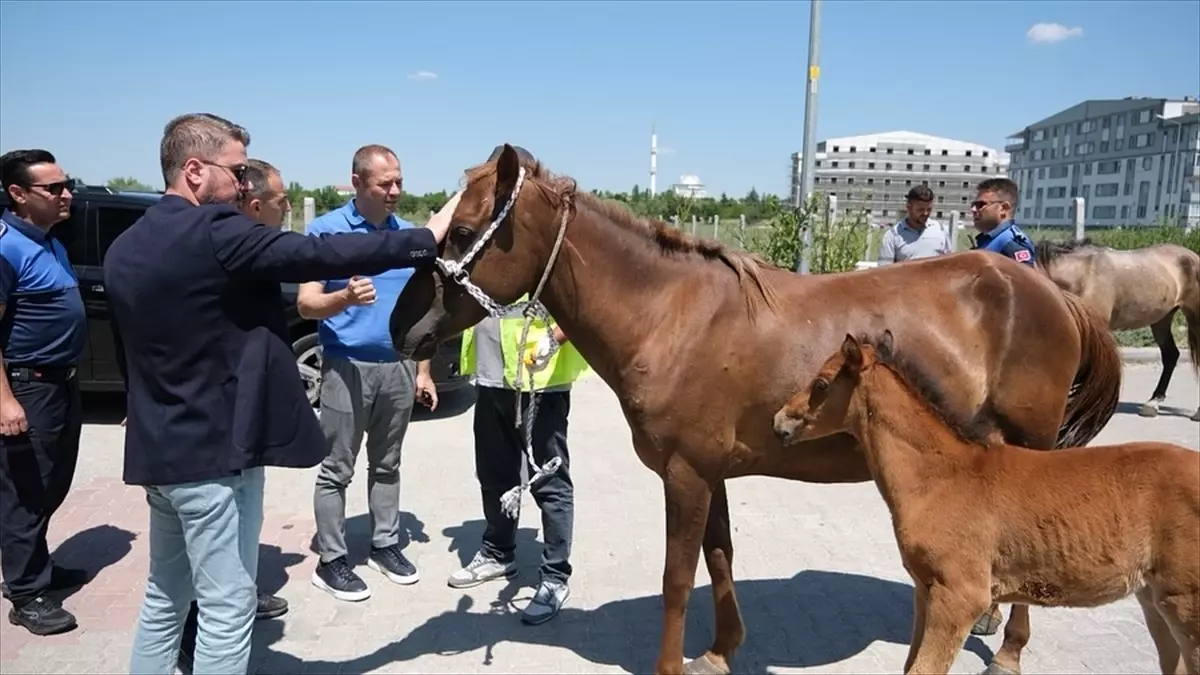 Kırklareli'de Başıboş Atlar Toplandı