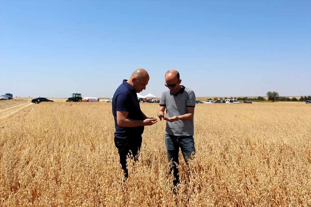 Kırklareli'nde Yerli Yulaf Çeşitlerinin Hasadı Yapıldı