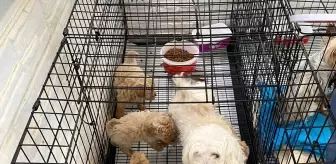 Kırklareli'de Kaçak Köpek Ticareti Operasyonu