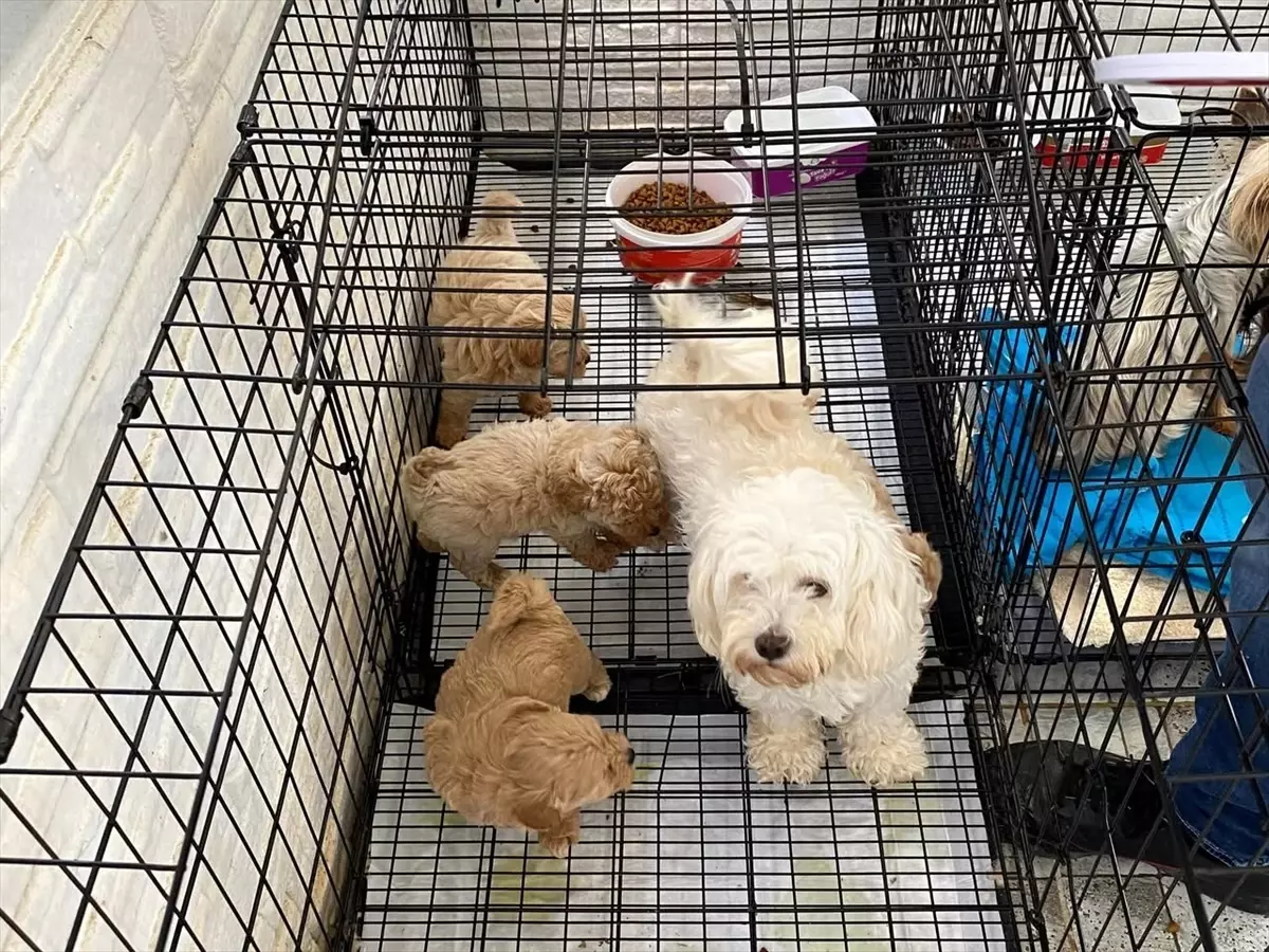 Kırklareli'de Kaçak Köpek Ticareti Operasyonu