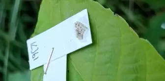 Kırklareli'de Kahverengi Kokarca ile Mücadele İçin 2 Bin Samuray Arıcığı Salındı
