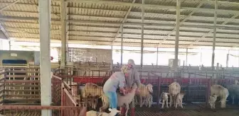 Kırklareli'nde Küçükbaş Hayvanlar için Aşılama Çalışmaları Devam Ediyor