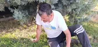Kırklareli'nde Yaralı Karaca Tedavi Altına Alındı