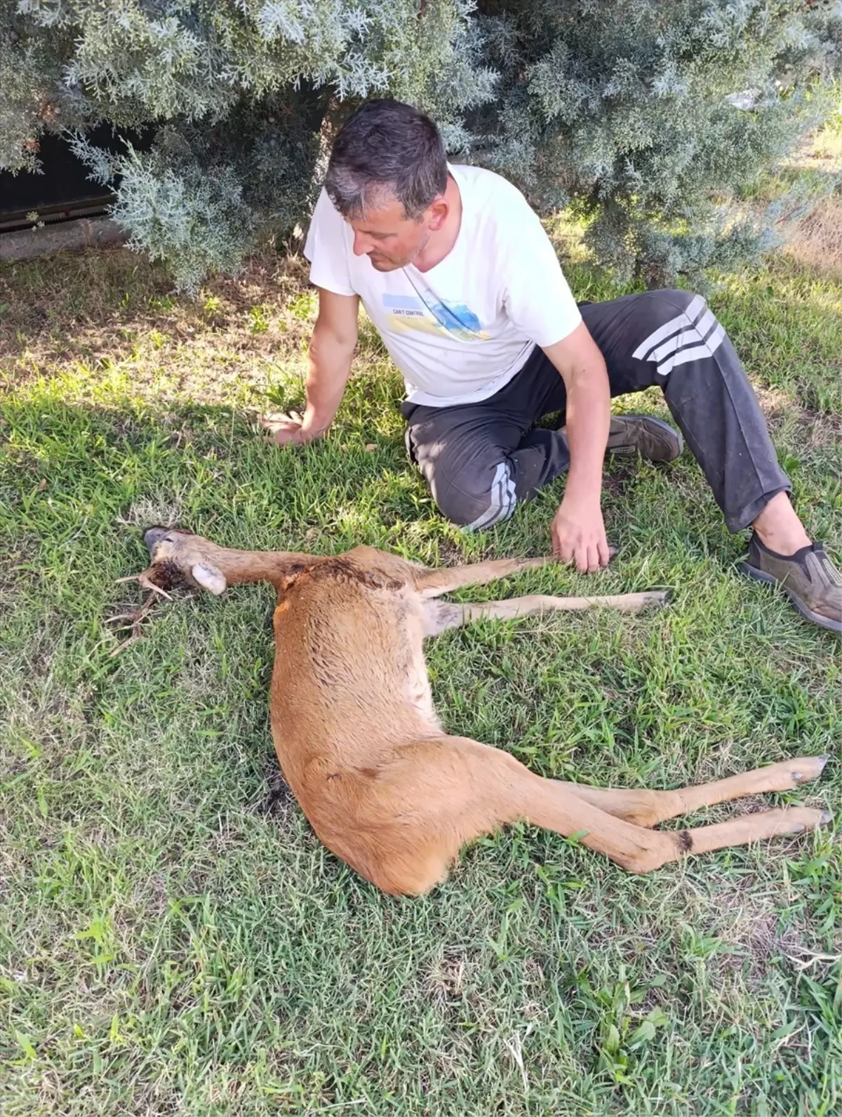 Kırklareli'nde Yaralı Karaca Tedavi Altına Alındı