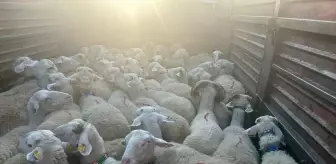Kırklareli'nde Kaçak Hayvan Sevkine 105 Bin Lira Ceza