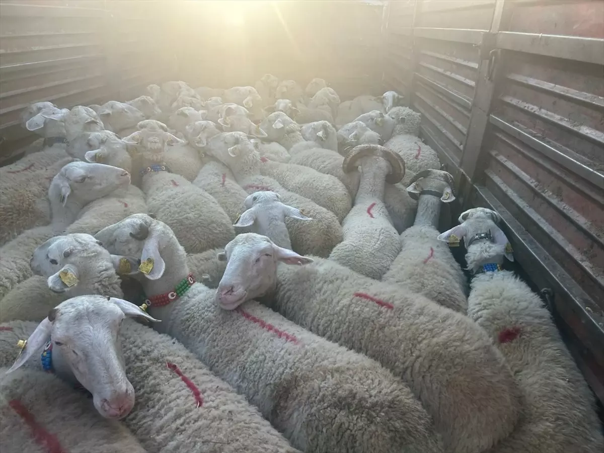 Kırklareli'nde Kaçak Hayvan Sevkine 105 Bin Lira Ceza