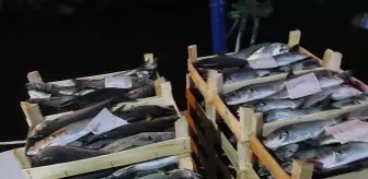 İğneada'da Lüfer Avında Bereket Yaşanıyor