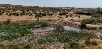 Kırklareli'nde Sazlık Göleti Kuruma Noktasına Geldi