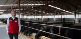 Kırsalda Bereket Hayvancılığa Destek Projesi'nde 4 bin 351 hak sahibi belirlendi