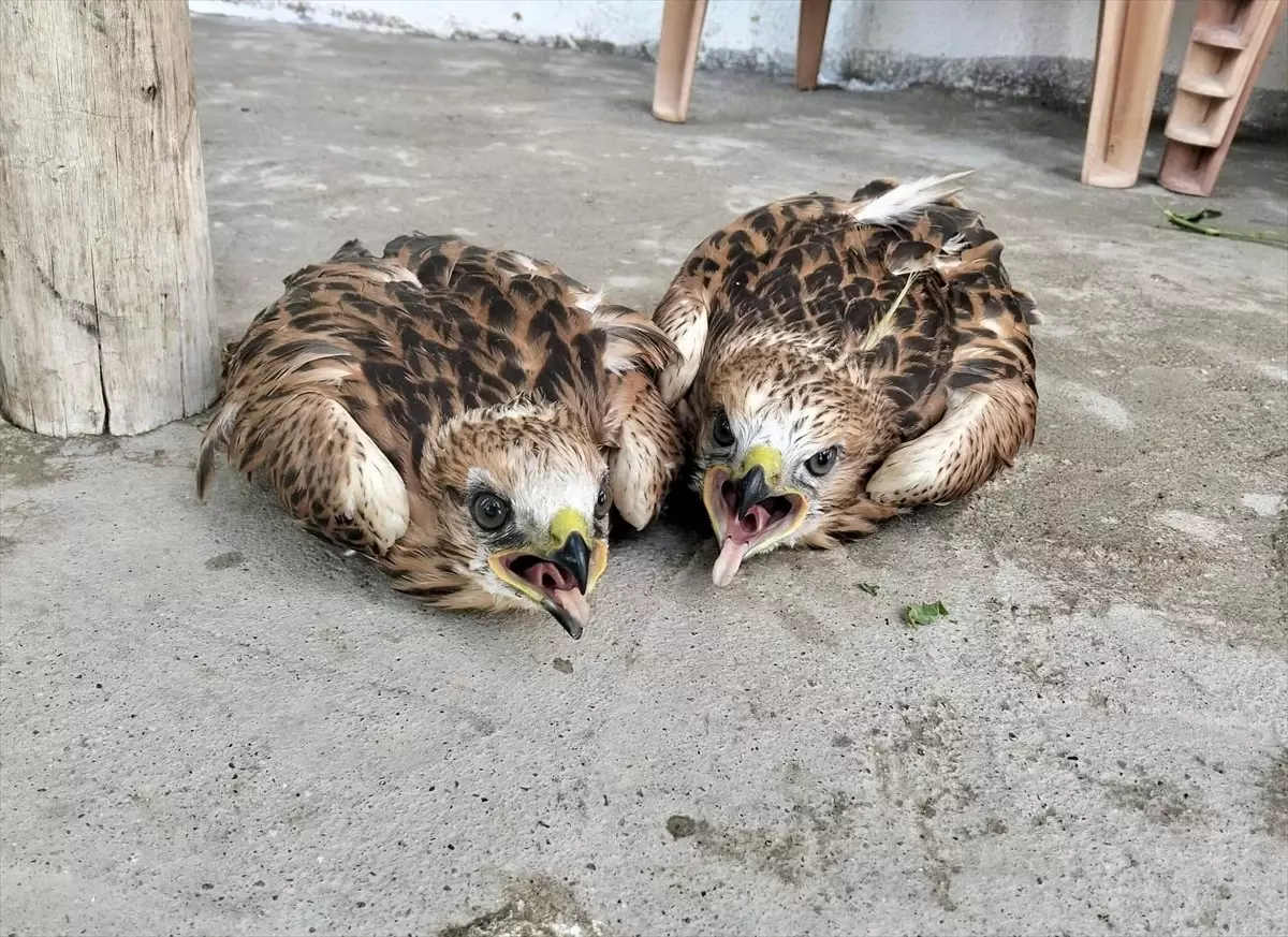 Kırşehir'de Bitkin Bulunan 2 Kızıl Şahin Tedavi Altına Alındı