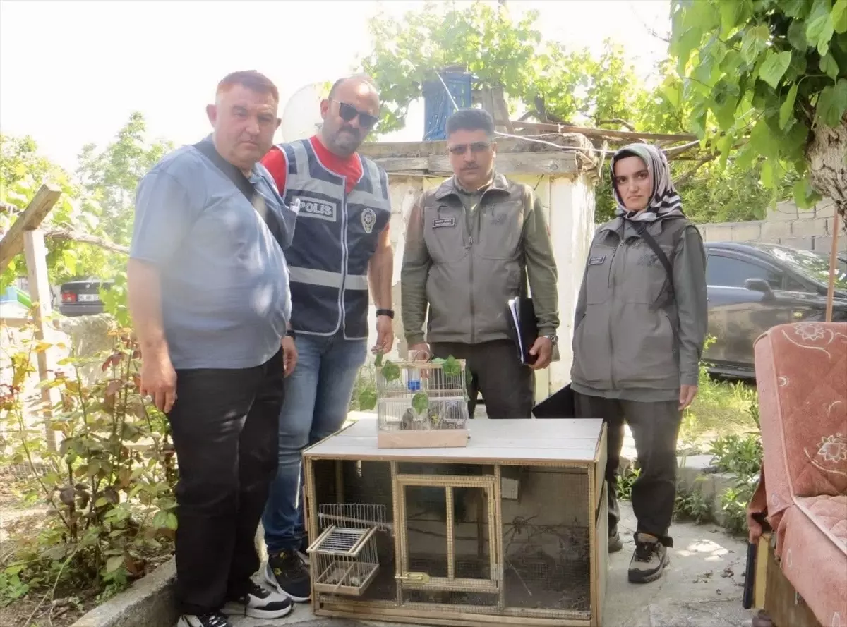 Kırşehir'de Yasak Saka Kuşu Satışına 77 Bin Lira Ceza