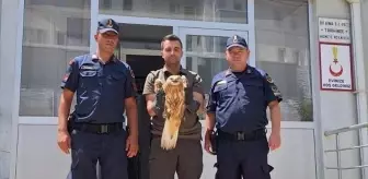 Yaralı Kızıl Şahin Kırşehir'de Tedavi Altına Alındı