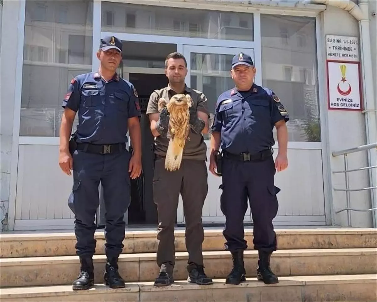 Yaralı Kızıl Şahin Kırşehir'de Tedavi Altına Alındı