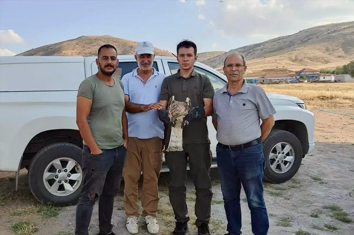 Kırşehir'de Yaralı Yılan Kartalı Tedavi Altına Alındı