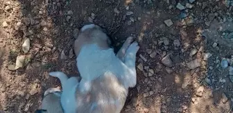 Kırşehir'de Menfeze Sıkışan İki Köpek Kurtarıldı