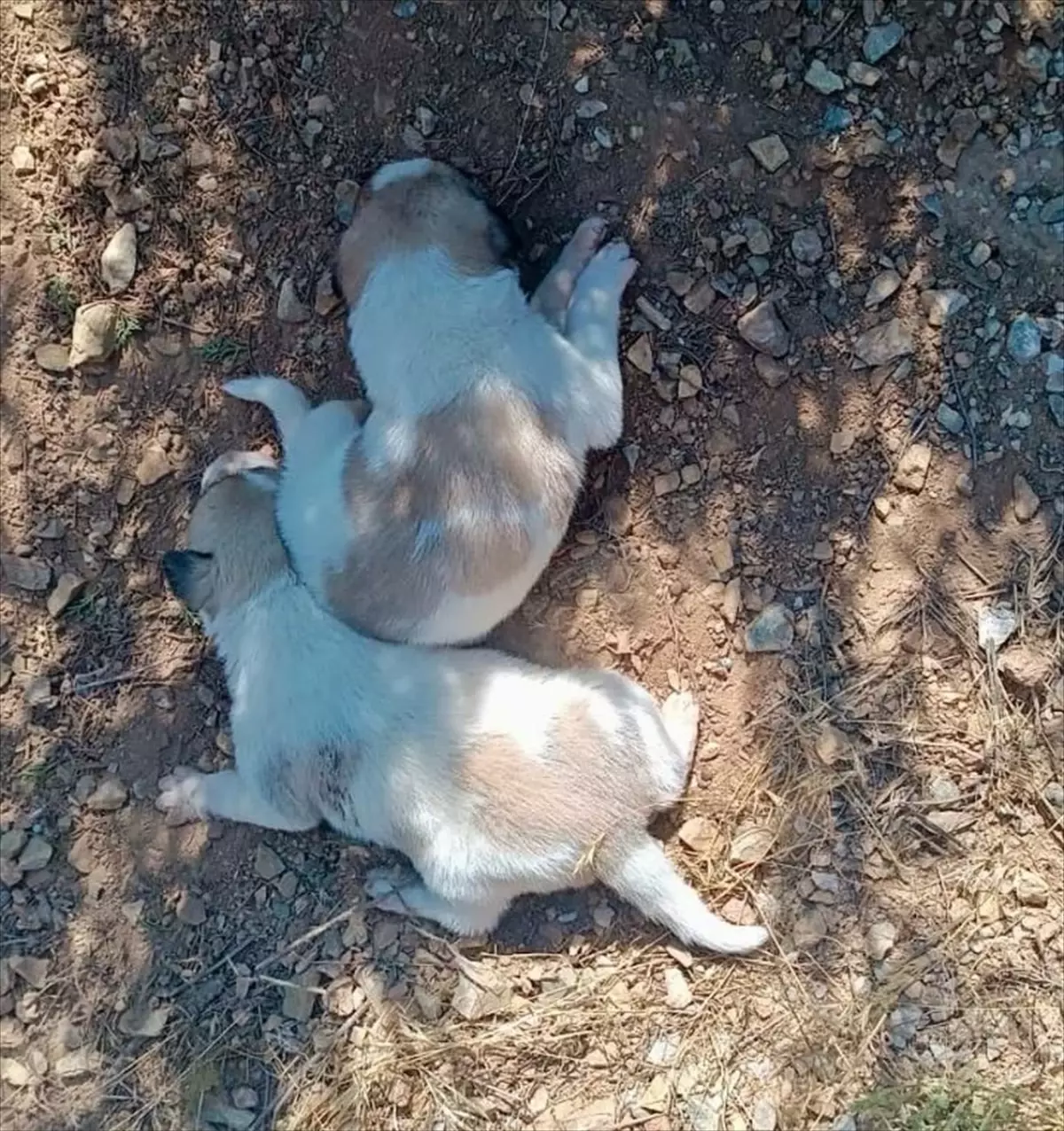 Kırşehir'de Menfeze Sıkışan İki Köpek Kurtarıldı