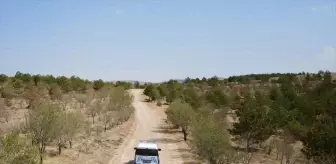 Kırşehir'de Orman Yangınlarına Karşı Denetim