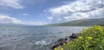 Çıldır Gölü'nde Kışın Buz Tutan Yüzeyin Yerini Yazın Çiçekler Aldı