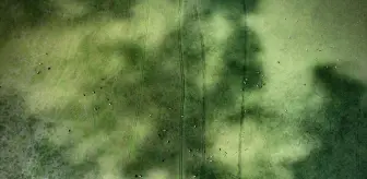 Kızılırmak Deltası Kuş Cenneti'nde Yaz Güzellikleri