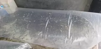 Kızılırmak Deltası'na 6 Bin Yavru Sazan Salındı
