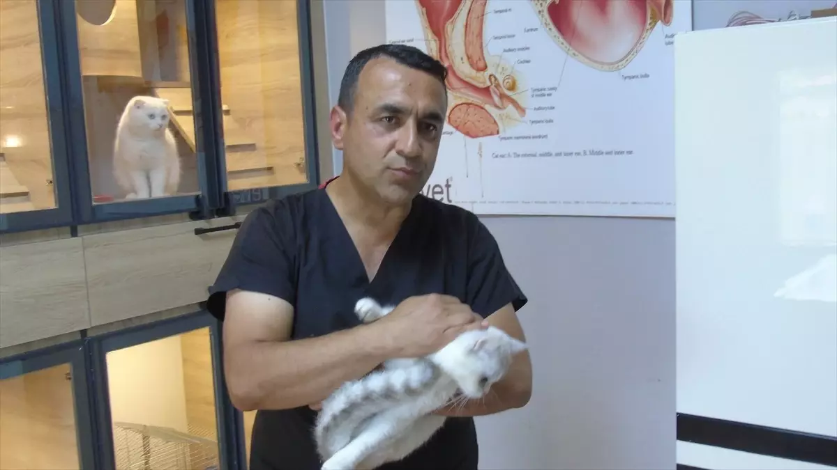 Veteriner Hekim, Sokak Hayvanlarını Ücretsiz Tedavi Edip Sahiplendiriyor