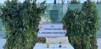 Kocaeli'de Uyuşturucu Operasyonu: 12 Kilo Esrar Ele Geçirildi