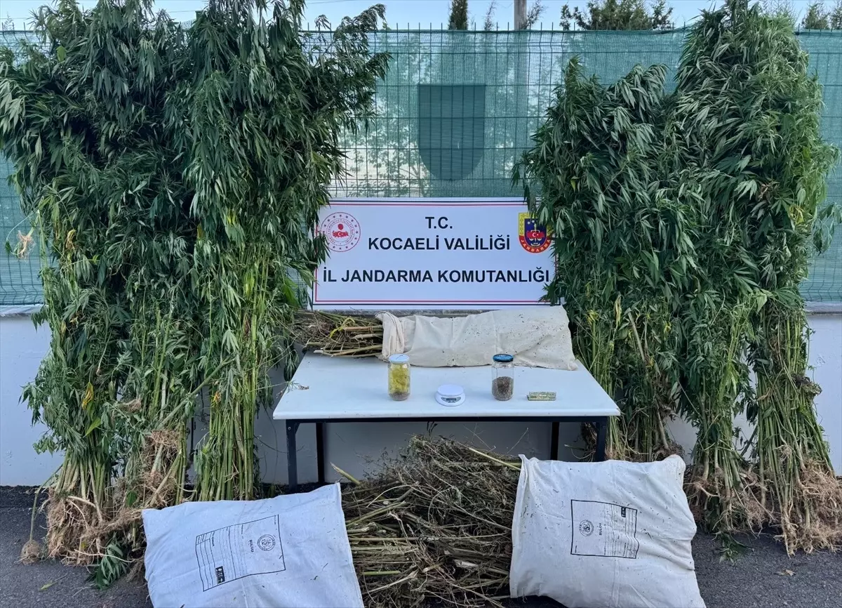 Kocaeli'de Uyuşturucu Operasyonu: 12 Kilo Esrar Ele Geçirildi