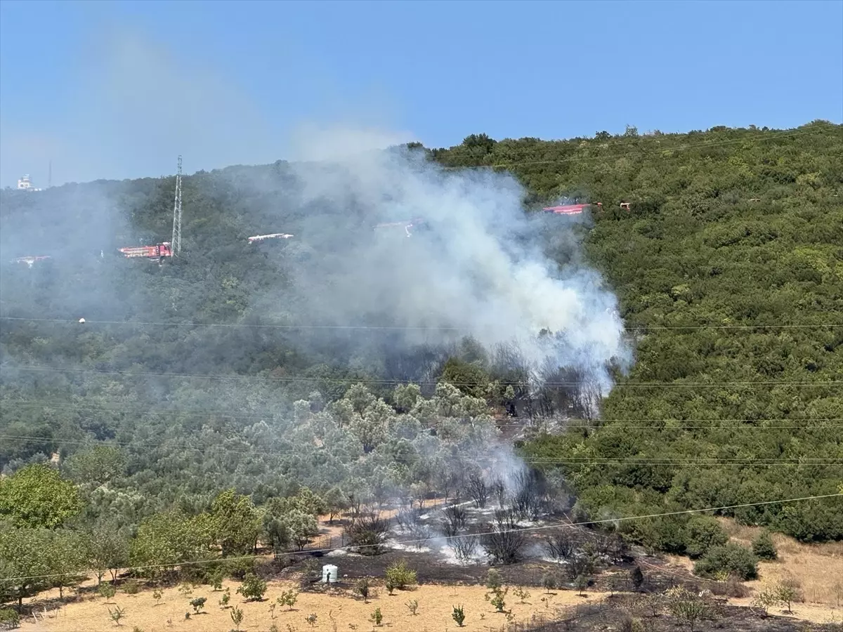 Kocaeli Derince'de Ağaçlık Alanda Yangın Çıktı