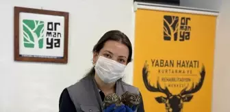 Bacadan Kurtarılan İki Baykuş Doğaya Salındı