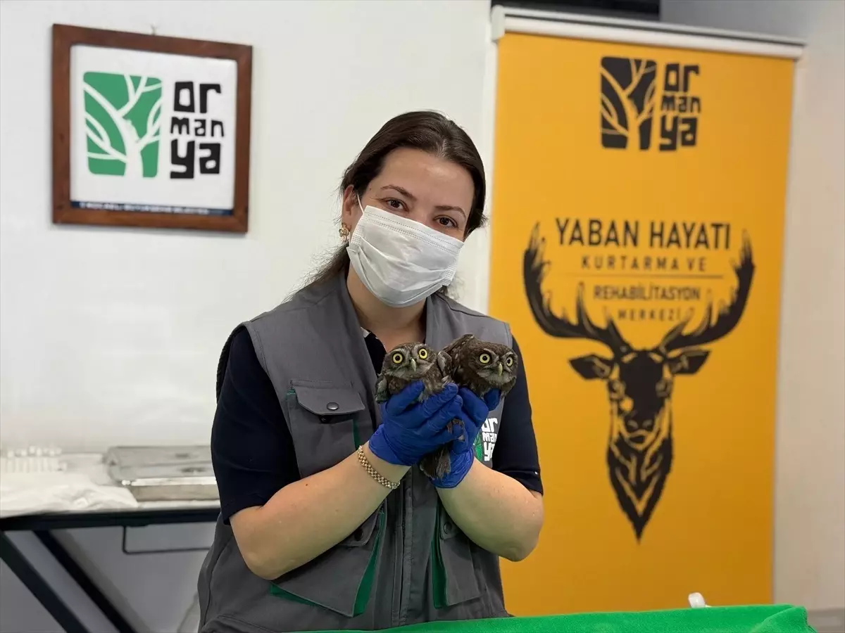 Bacadan Kurtarılan İki Baykuş Doğaya Salındı